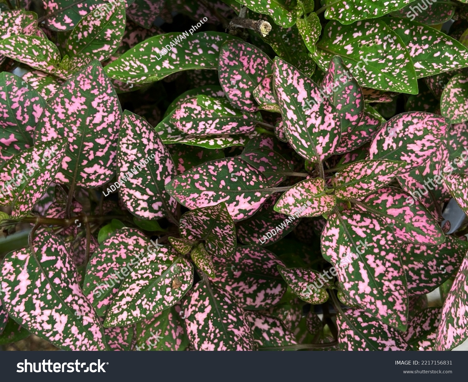 Close up beautiful leaves texture with pink and green color of Polka Dot Plant, Hypoestes phyllostachya, in the garden. Tropical foliage plant.  #2217156831