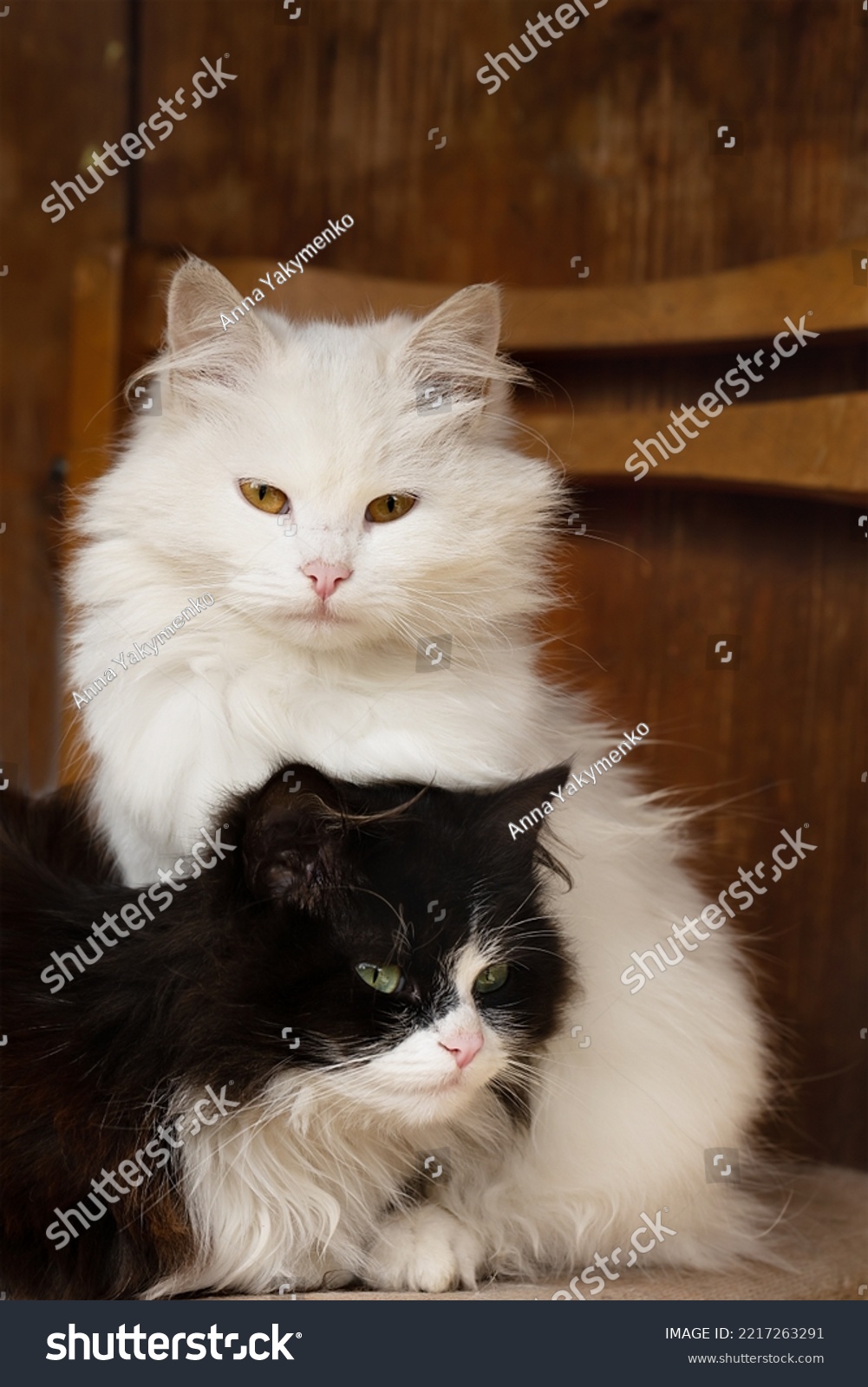 portrait of a black cat and a white cat sitting on a chair. Friendship of two animals on the example of cats #2217263291