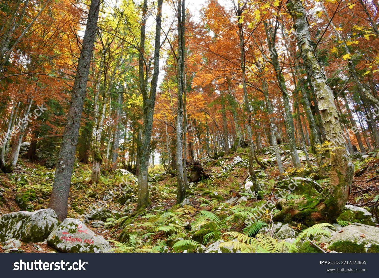 Colorful broadleaf, deciduous forest in yellow, orange and red autumn colores with beech and sycamore maple trees with ferns and rocks covering the ground #2217373865