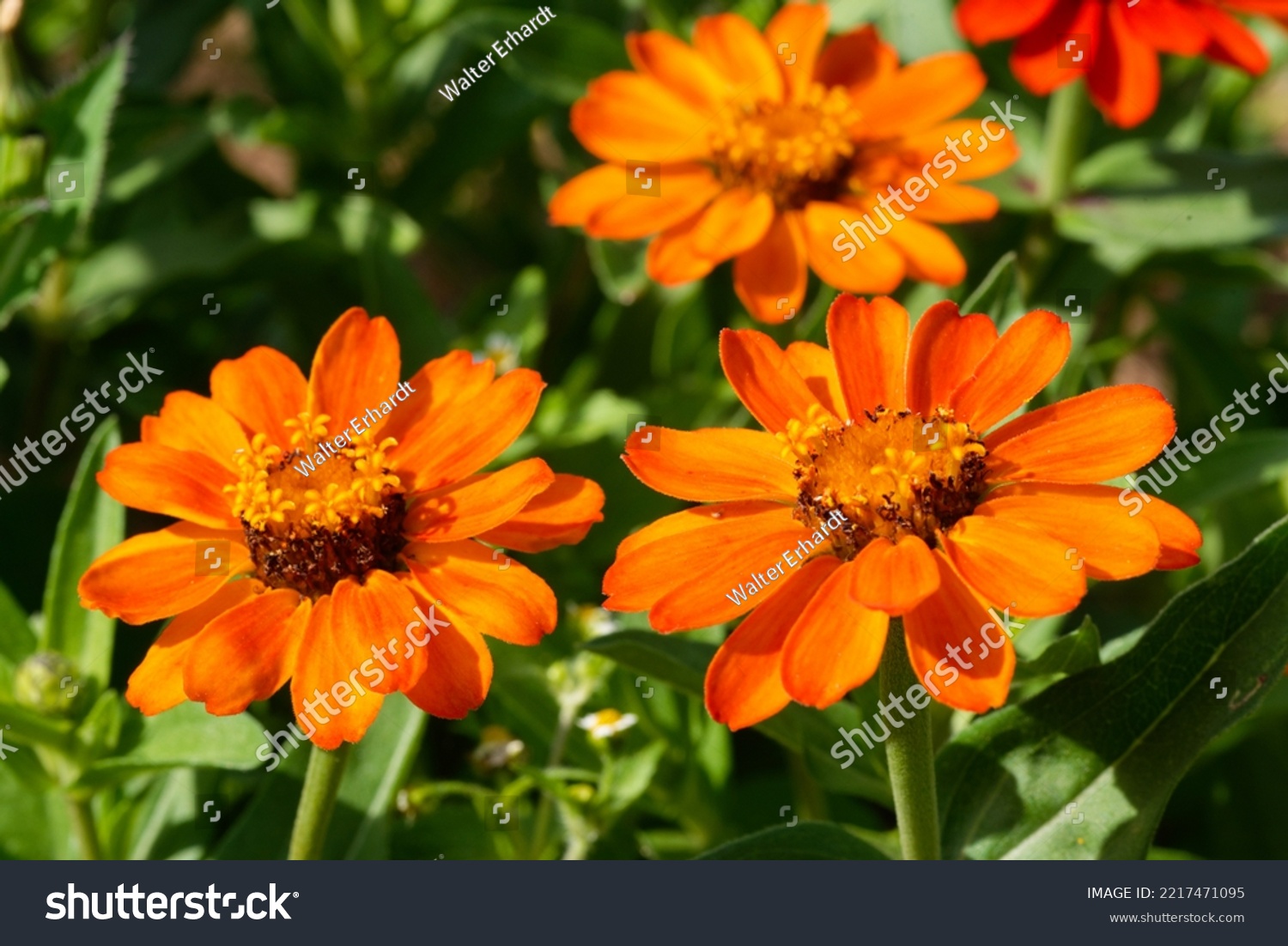 Zinnia elegans 'Profusion Orange' is a nice annual plant for the garden #2217471095
