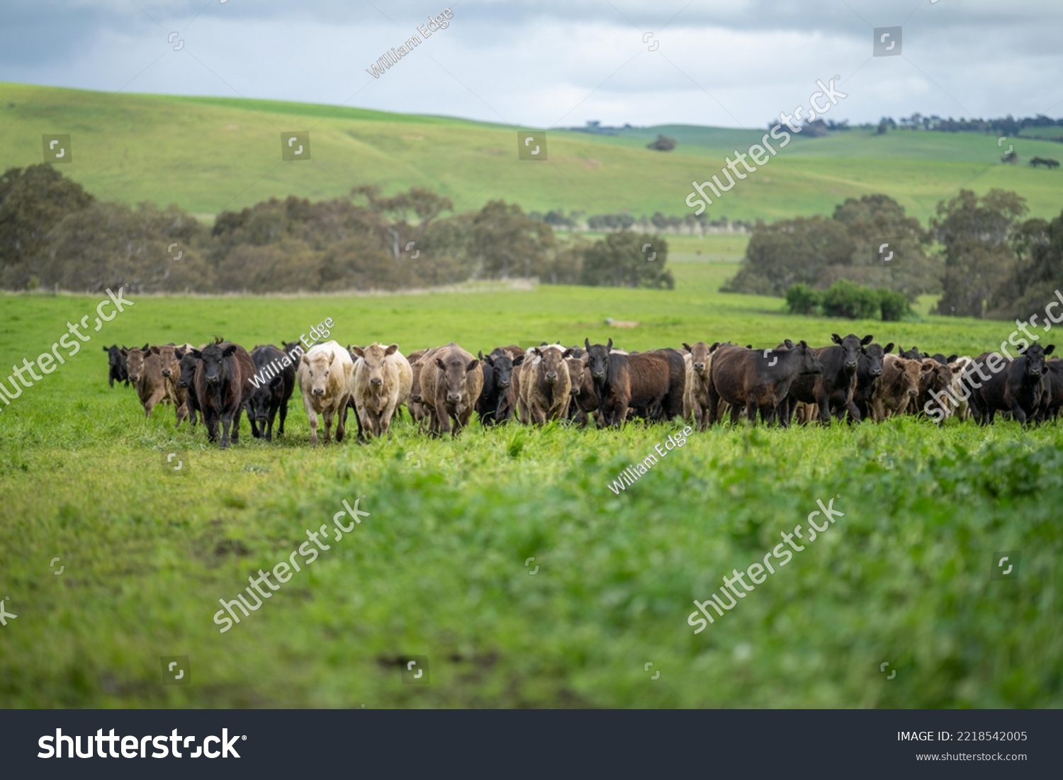 beef steaks and beef production on a farm.  cows on a ranch #2218542005