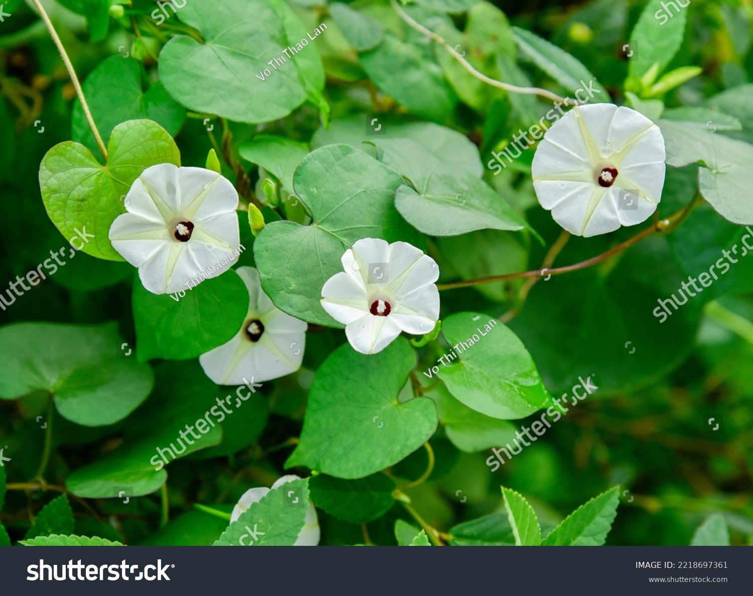 Ipomoea alba, commonly called moonflower, is native to tropical America. It is a tender perennial vine that is grown in St. Louis as a warm weather annual. #2218697361