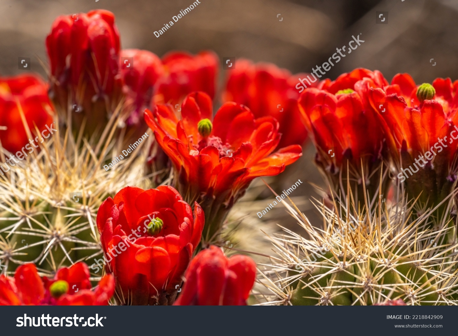 USA, New Mexico, Sandia Mountains. Claret-cup cactus blossoms. #2218842909