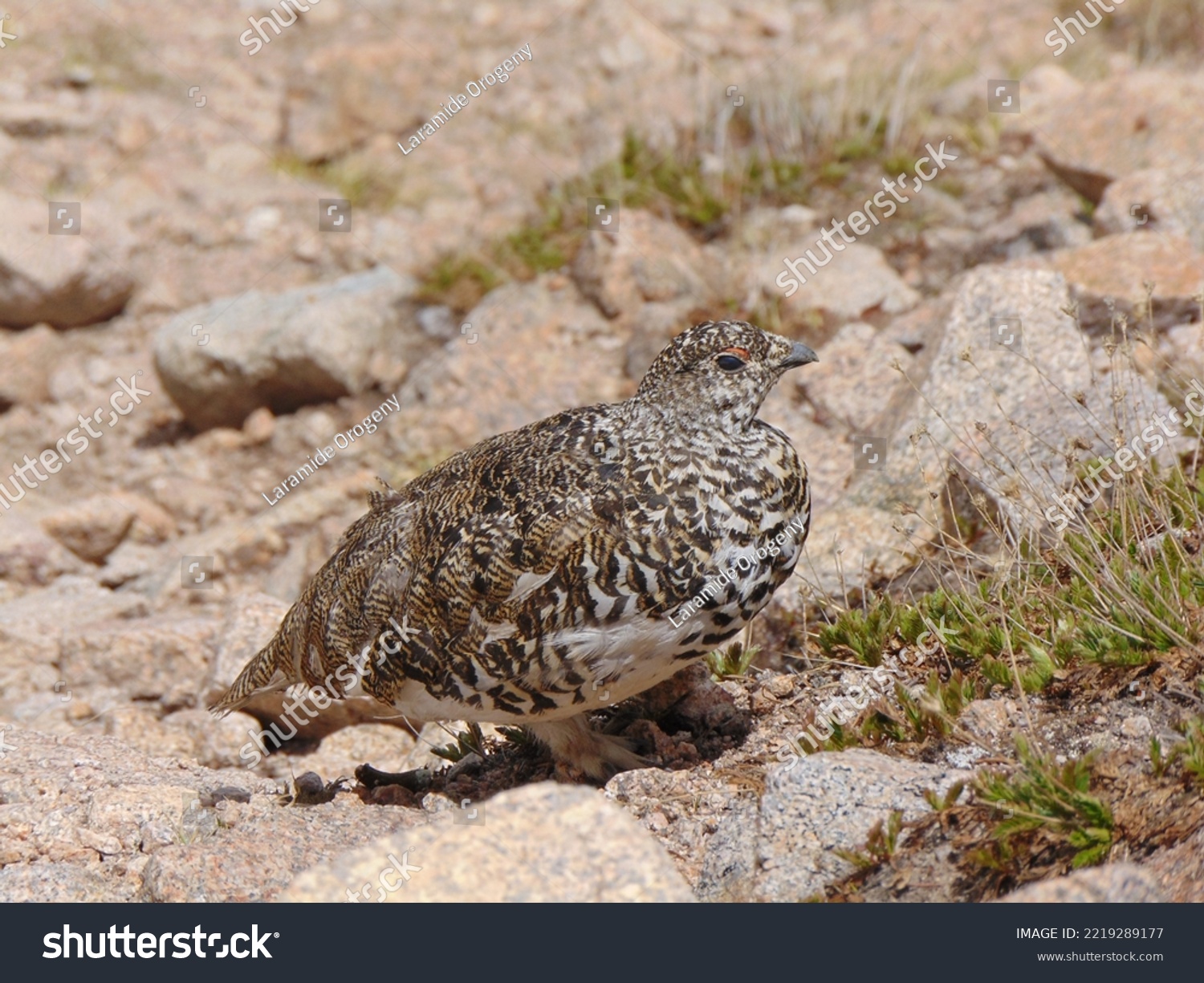 A wild Ptarmigan, a bird that relies on camouflage to remain invisible to predators. These birds are common in the Colorado high country. #2219289177