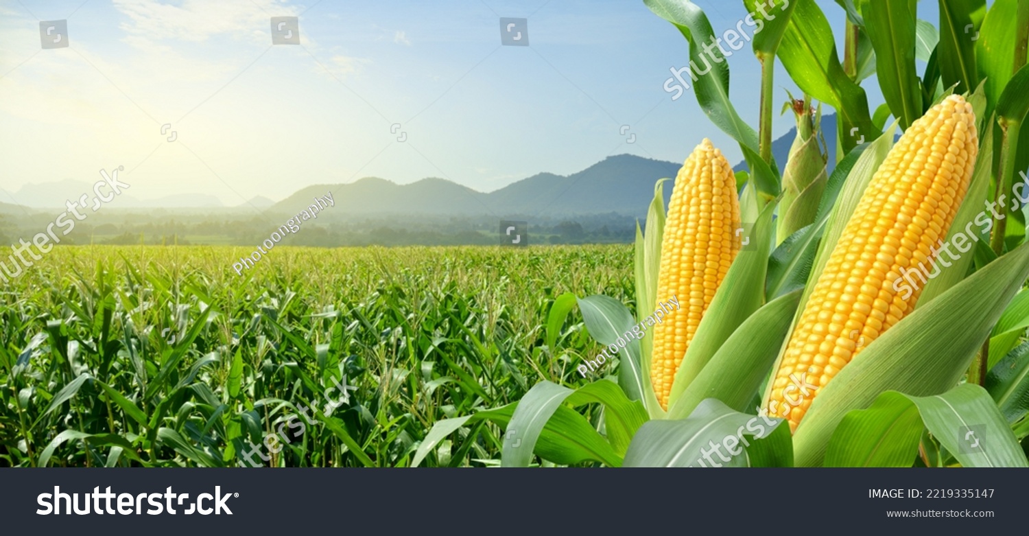 Corn cobs in corn plantation field. #2219335147