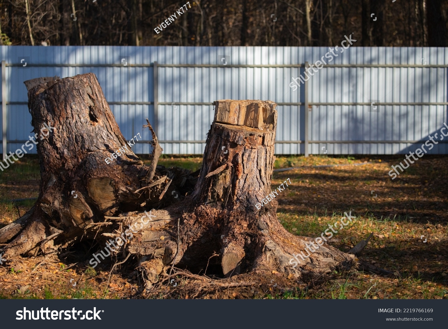 Uprooting of pine stumps in the garden. A stump with its roots torn out of the ground. Deleting a tree. #2219766169