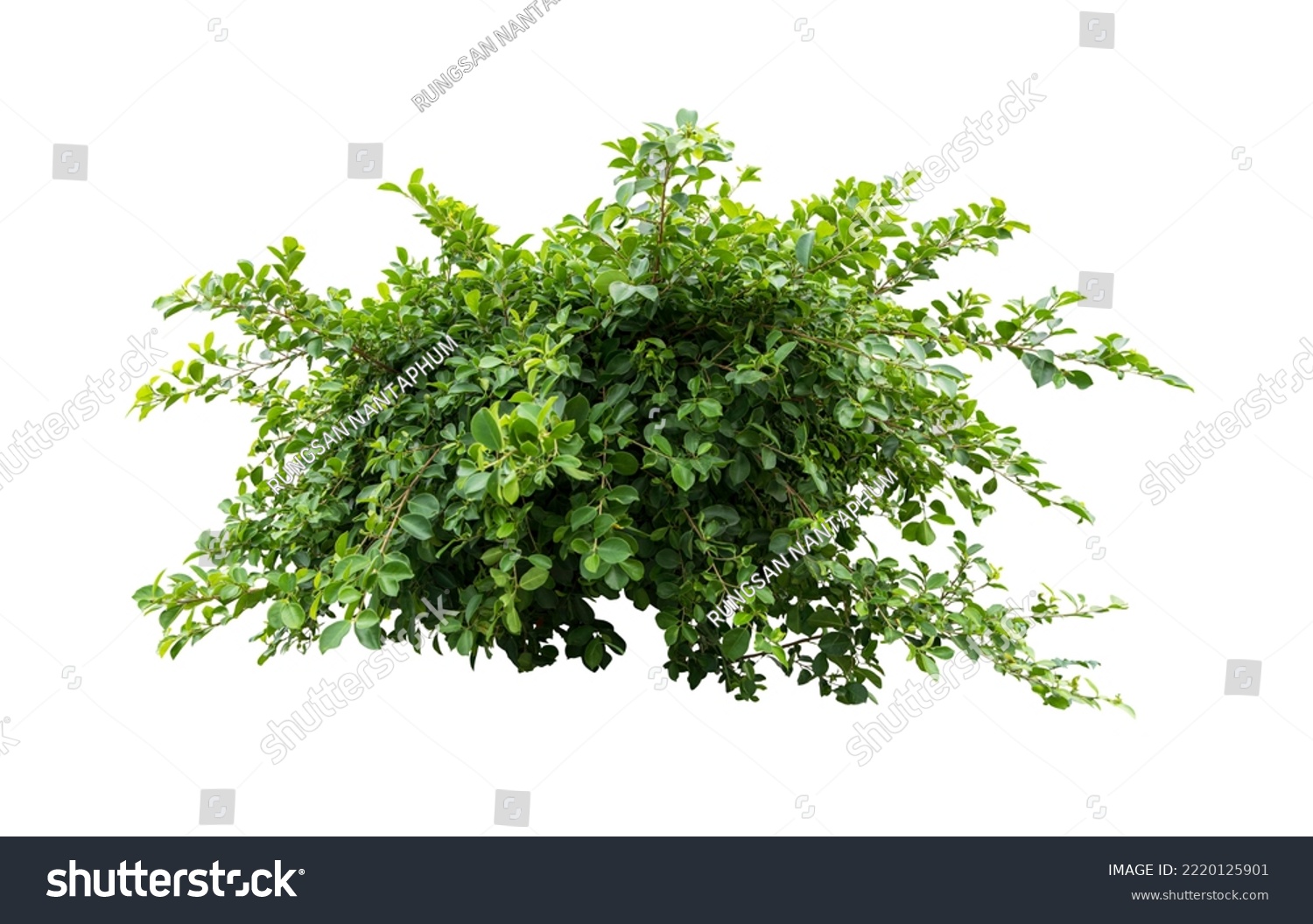 Tropical plant flower bush shrub tree isolated on white background with clipping path #2220125901