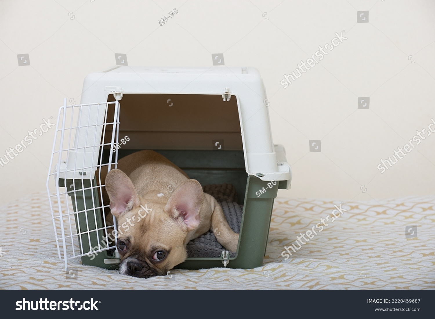 A French Bulldog dog lies in a large plastic box for transporting animals, lying on a soft bedding with its head on the floor. The dog is ready to travel. #2220459687