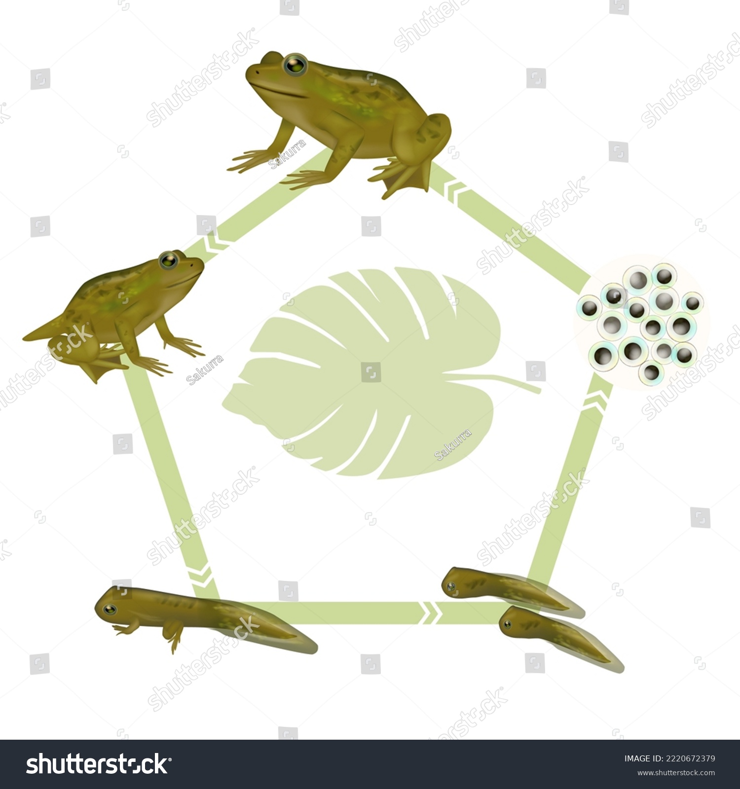 Life cycle of a frog. Froglet, Frog,Tadpole with - Royalty Free Stock ...