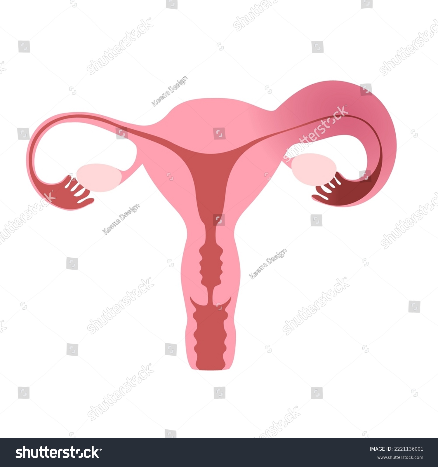 Flat illustration of human uterus demonstrating - Royalty Free Stock ...