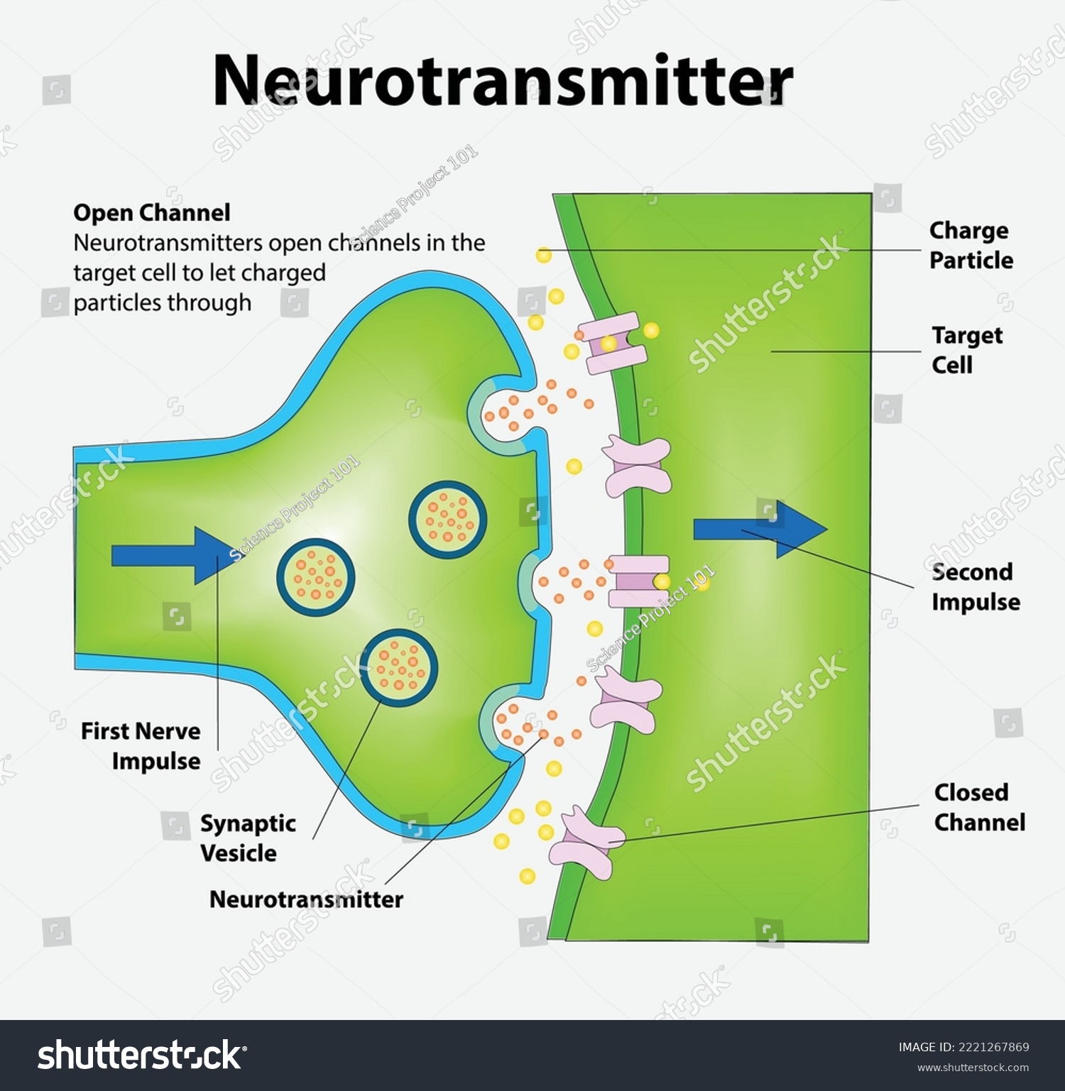 Neurotransmitters are released from synaptic vesicles of the presynaptic neuron and bind to receptors on the postsynaptic neuron, triggering an impulse through the 2nd neuron. #2221267869