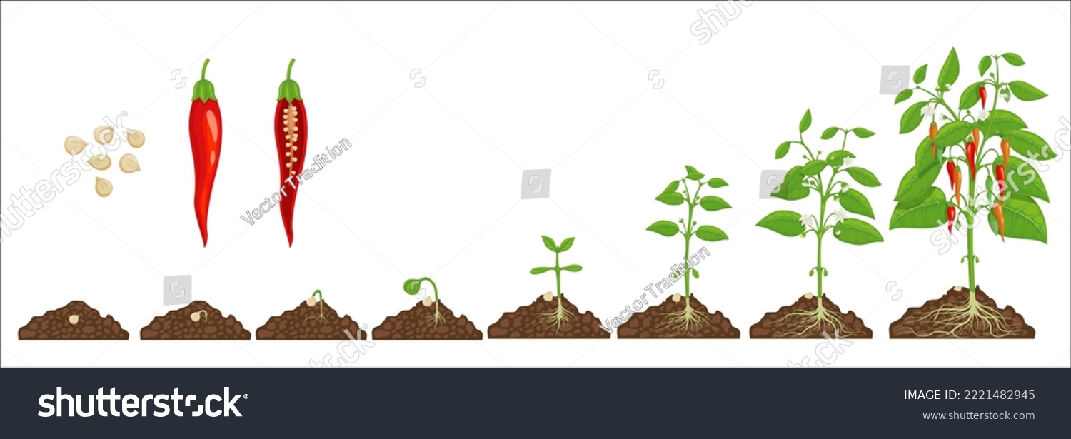 Chili pepper growth stage. Seed germination steps in soil. Hot chilli pepper grow cycle, agriculture plant evolution steps, seedling evolving progress with isolated vector seeds, sapling and harvest #2221482945