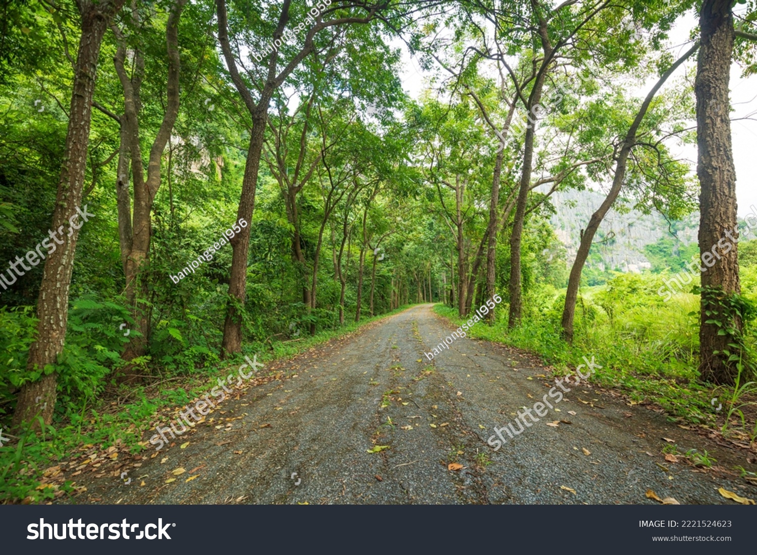 tree tunnel and road,Pathway lane path with green trees in the forest. Beautiful alley in the park. Pathway through the dark forest. #2221524623