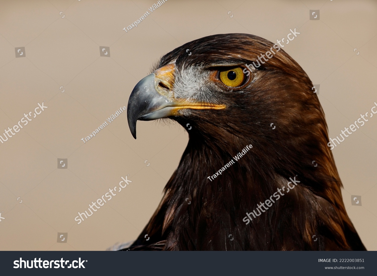Golden eagle (Aquila chrysaetos), a majestic apex predator. #2222003851