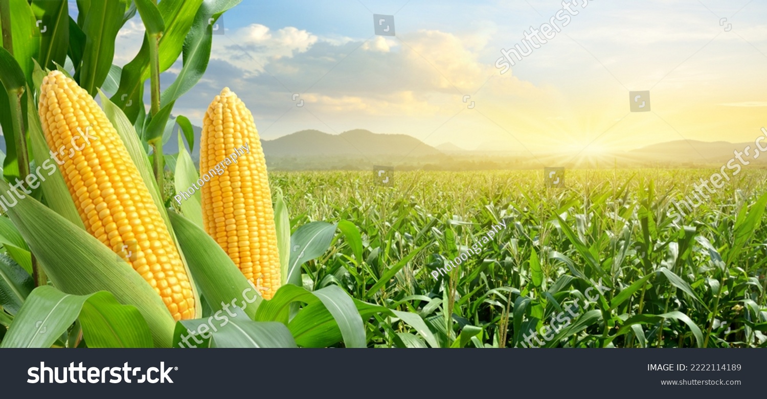Corn cobs in corn plantation field with sunrise background. #2222114189
