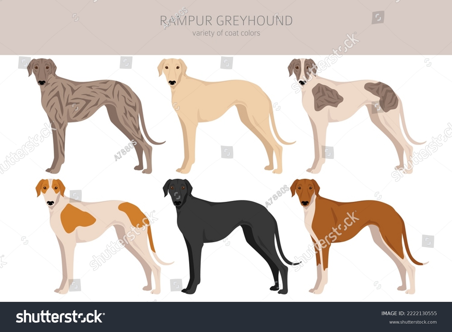 Rampur Greyhound Clipart. All Coat Colors Set. - Royalty Free Stock ...