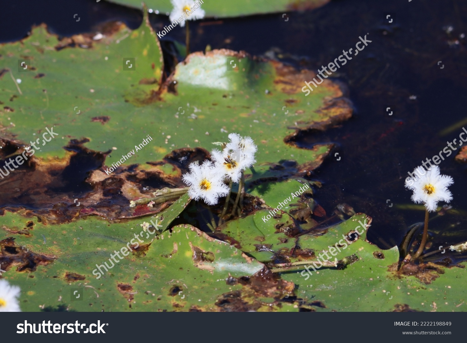 Cambodia. Nymphoides indica is an aquatic plant in the Menyanthaceae. Common names include banana plant, robust marshwort, and water snowflake. #2222198849