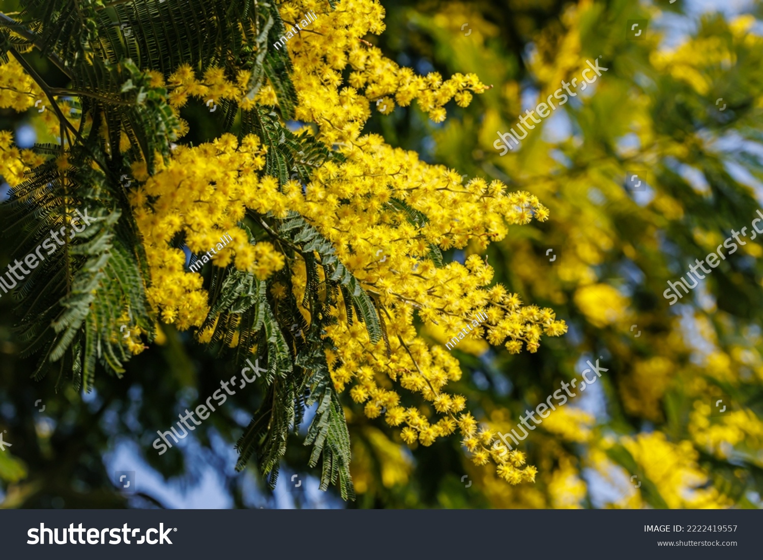 Sunny sprinttime nature background. Beautiful Yellow mimosa small flowers in spring garden with sunny bokeh light. Yellow gold flowering mimosa tree. Acacia dealbata tree with gold blossom #2222419557