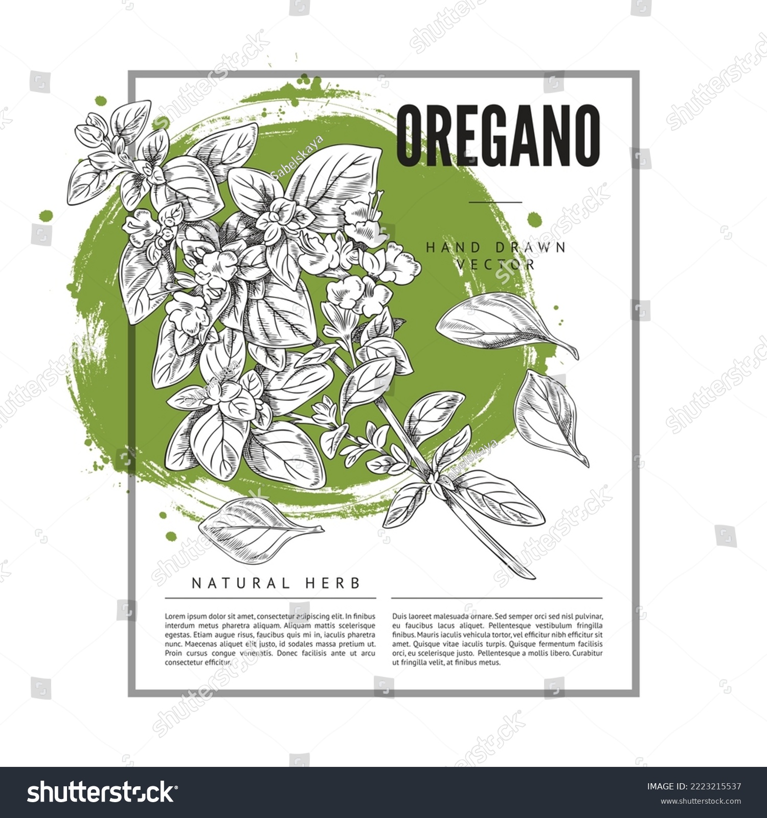 Decorative frame with hand drawn oregano and abstract green shape sketch style, vector illustration isolated on white background. Natural herb, tasty culinary product, black outline plant #2223215537