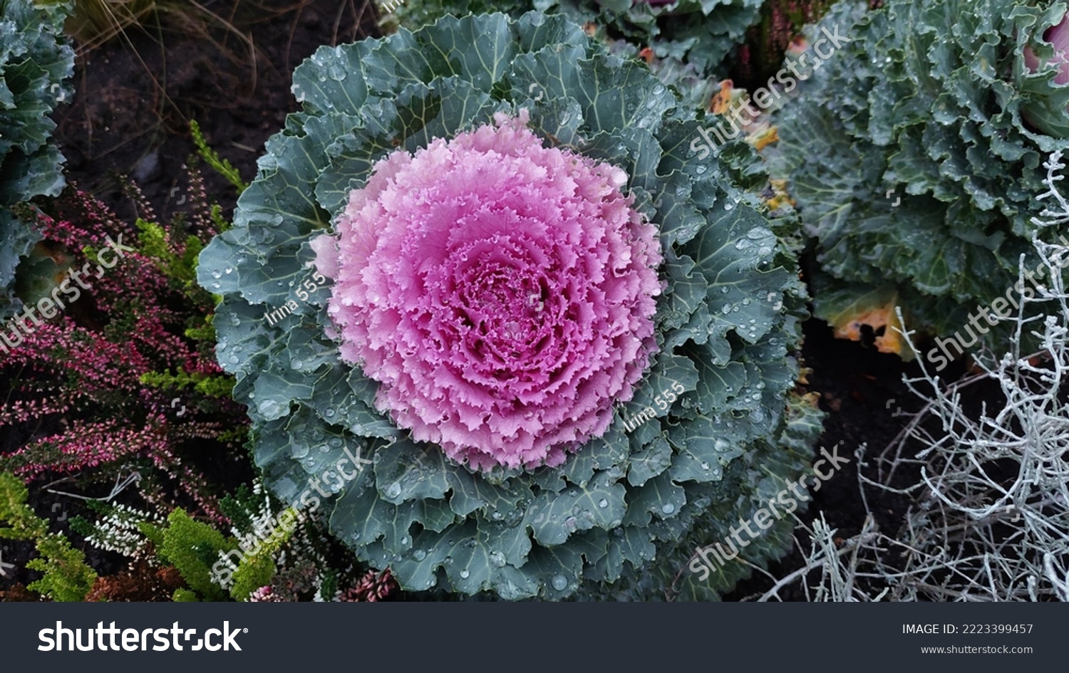Daugavpils,Latvia 10-06-2022.Decorative cabbage in the autumn flowerbed. Green and lilac leaves with raindrops. #2223399457