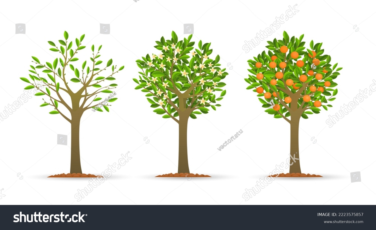 Orange tree growth stages. Mandarin or peach - Royalty Free Stock ...