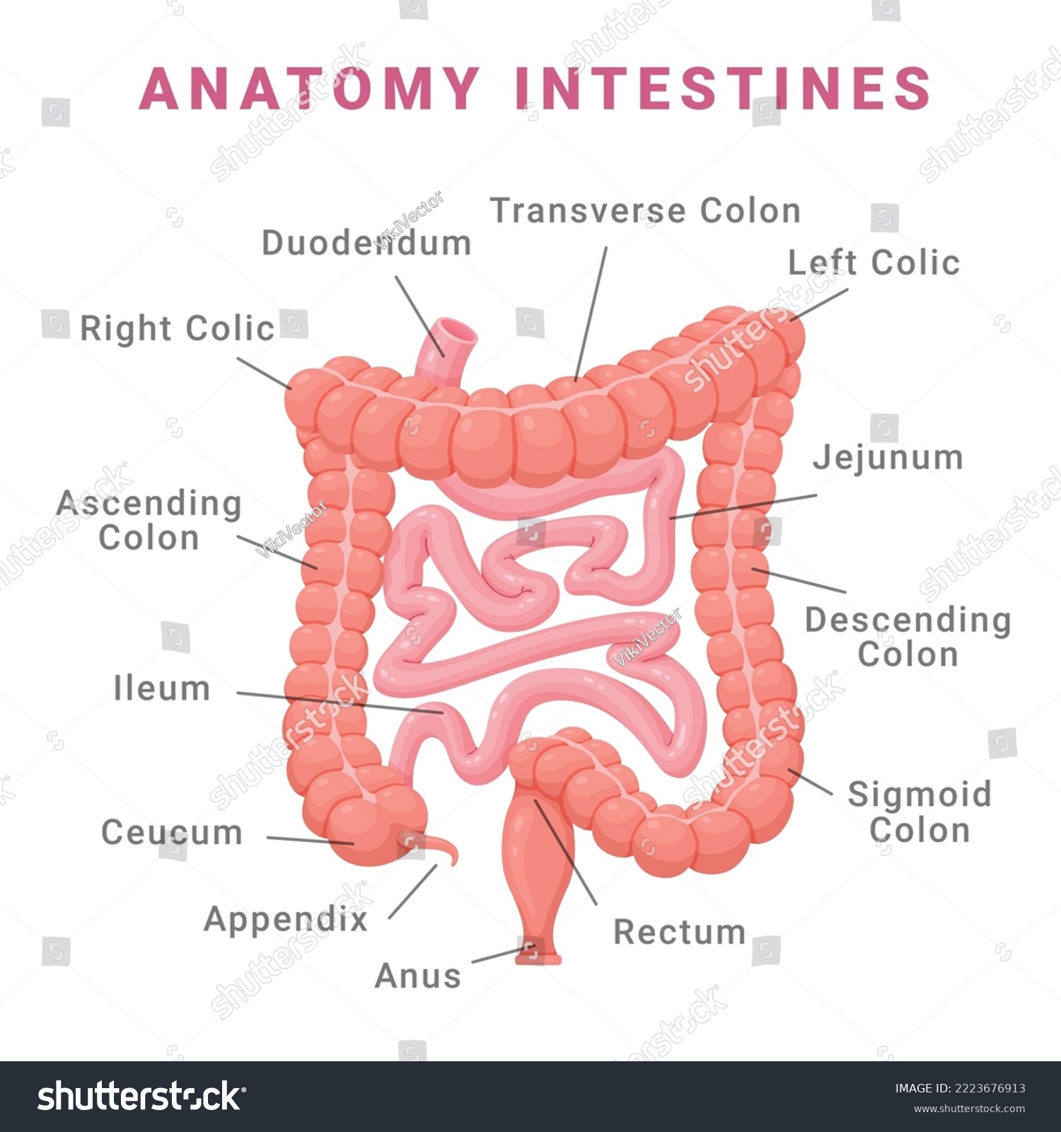 Anatomy human intestines infographic scheme with - Royalty Free Stock ...