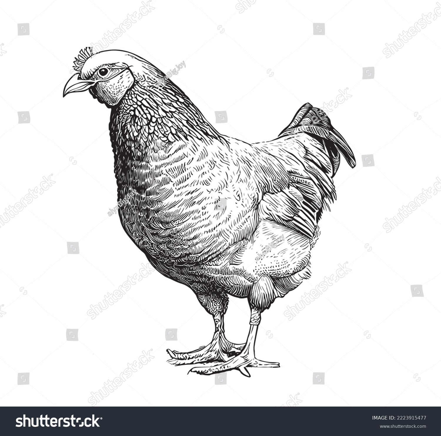 Hen chicken hand drawn sketch.Farming.Vector - Royalty Free Stock ...