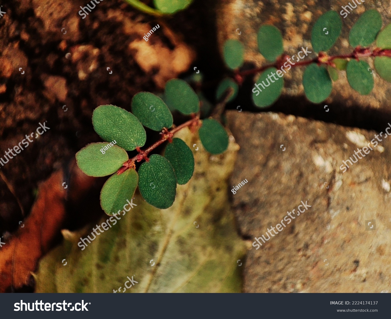 Selective focus of Prostrate Sandmat Plant of the species Euphorbia prostrata #2224174137