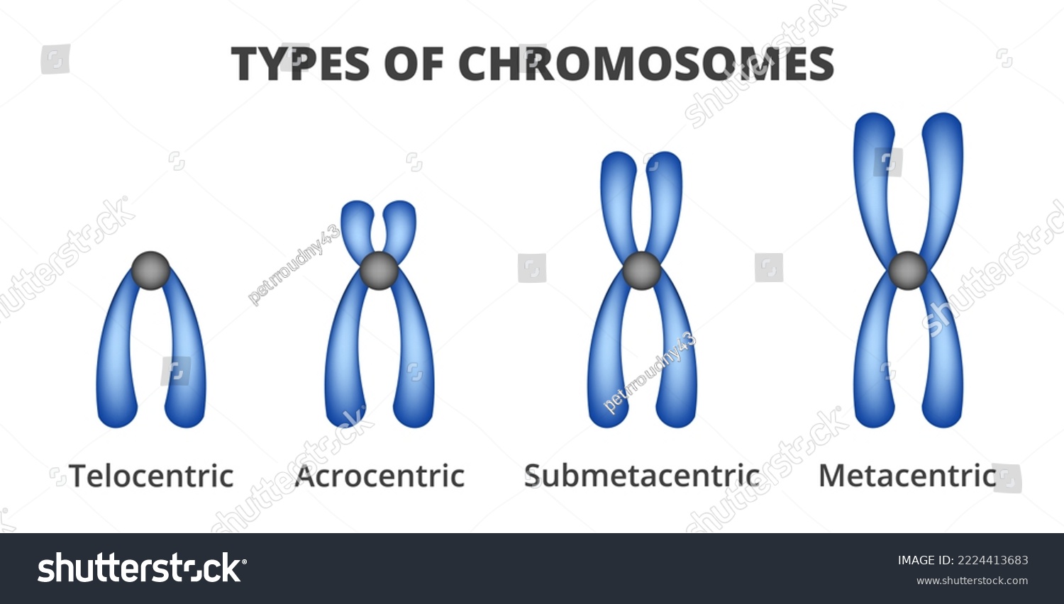 Vector illustration of types of chromosomes - Royalty Free Stock Vector ...