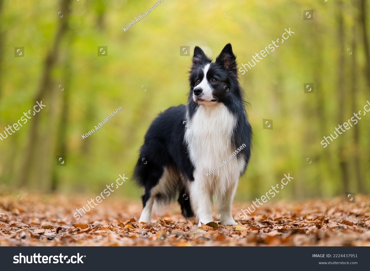 A border collie standing in the woods during the fall against a yellow-green background #2224437951