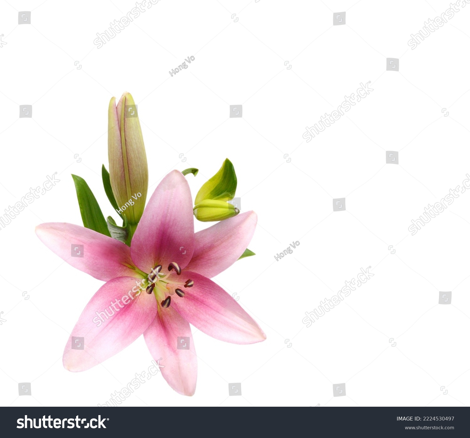 Lily flower isolated on white background  #2224530497