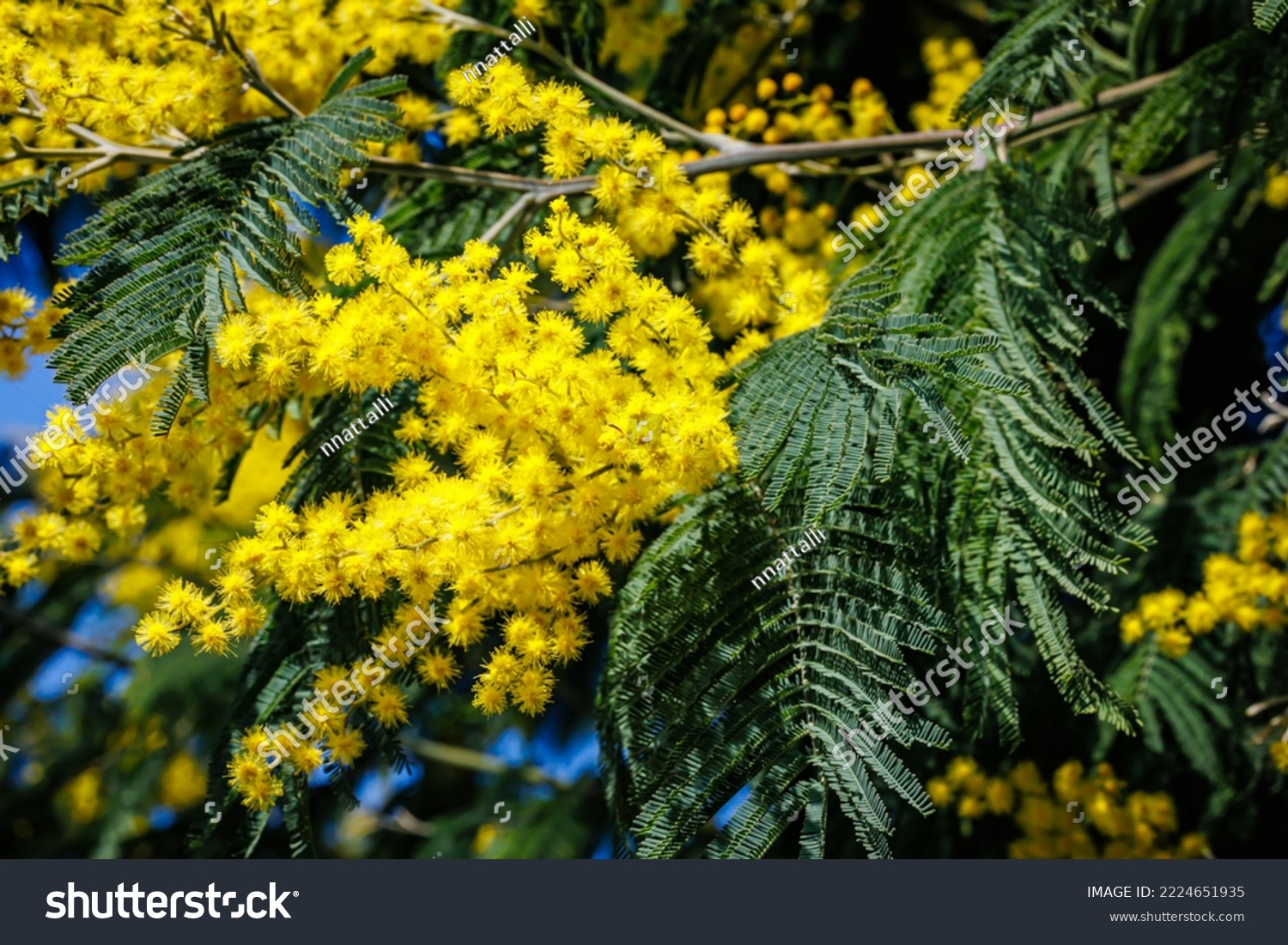 Beautiful Yellow gold flowering mimosa tree. Yellow mimosa fluffy flowers in sunny light. Acacia dealbata tree with gold blossoms.   #2224651935