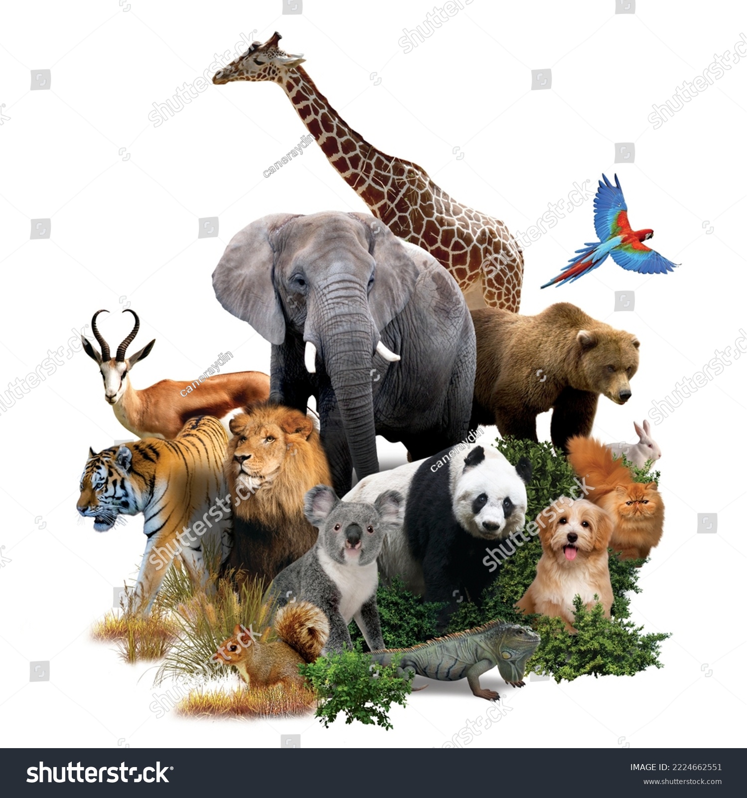 Zoo animals on a white background. giraffe, lion, elephant, monkey, panda, iguana, rabbit and others. #2224662551