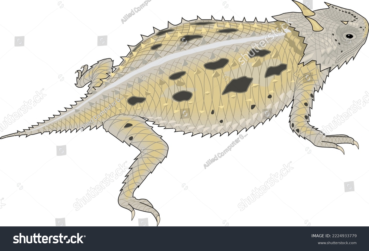 Horned Toad Lizard Vector Illustration - Royalty Free Stock Vector ...