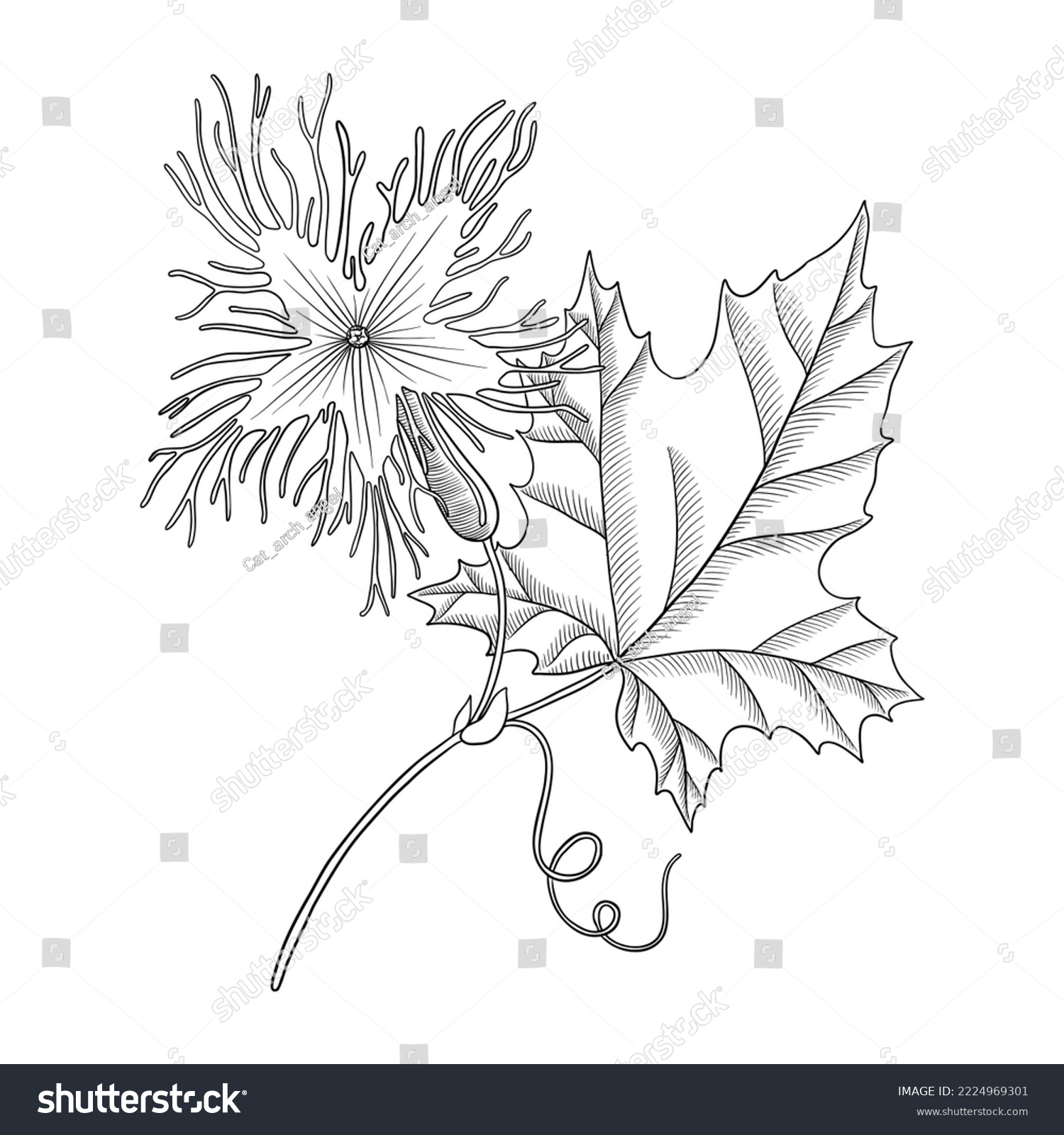 vector drawing plant of Chinese cucumber - Royalty Free Stock Vector ...