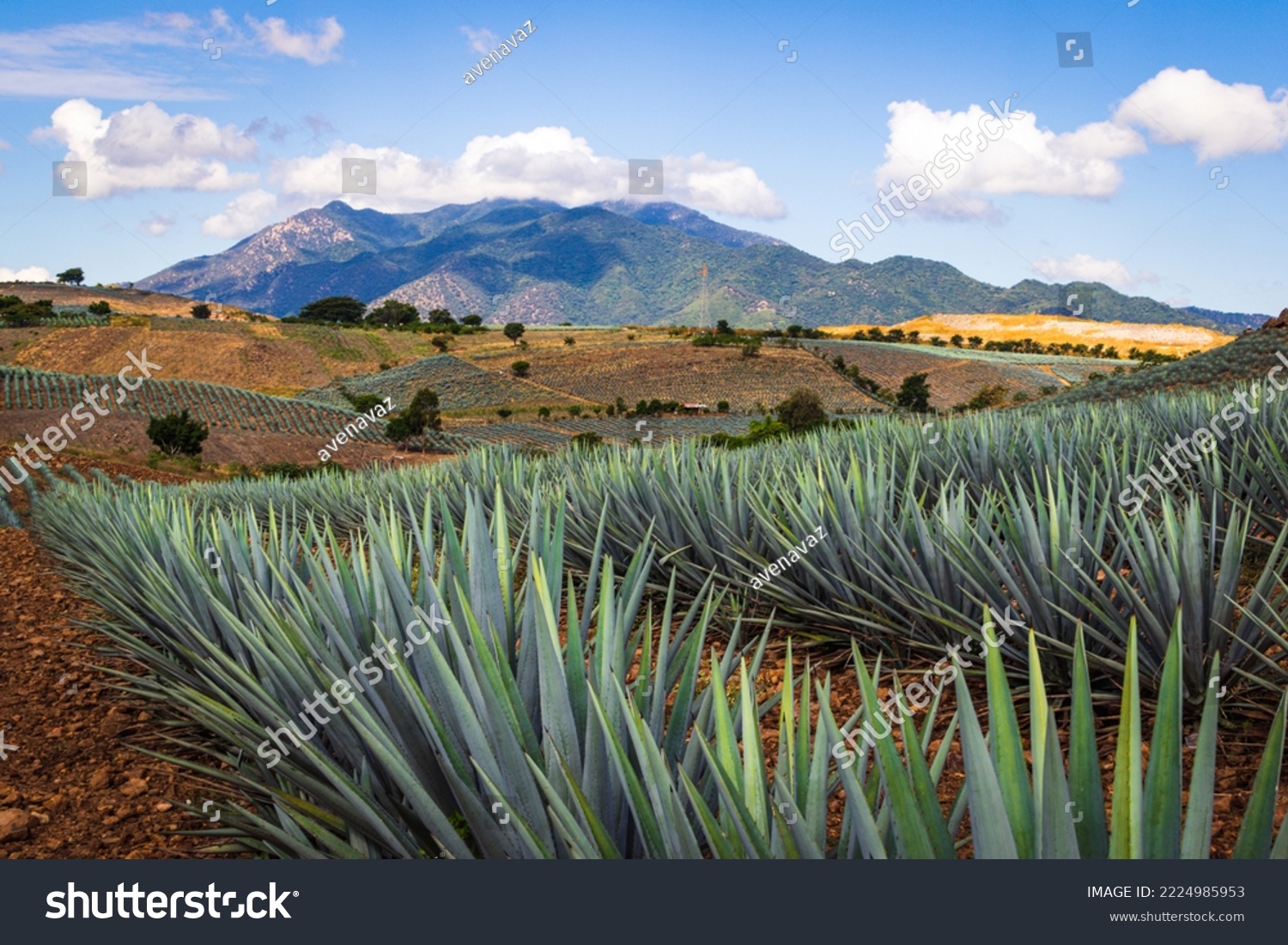 Agave fields  view in Tequila, Jalisco, Mexico. Vanishing point perspective. Colorful landscape with agave.
 #2224985953