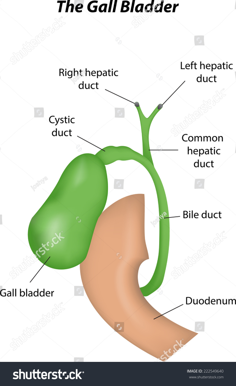 The Gall Bladder Labeled Diagram Royalty Free Stock Vector 222549640