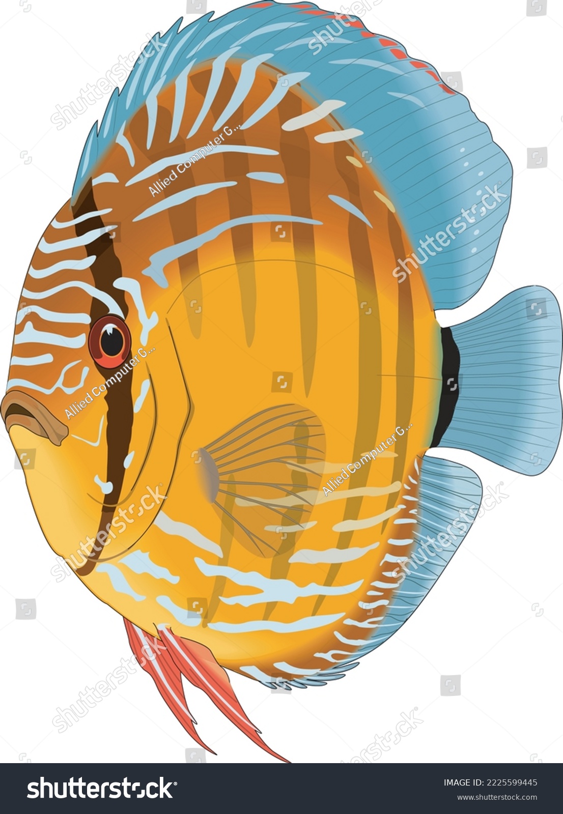 Discus Fish Swimming Vector Illustration - Royalty Free Stock Vector ...