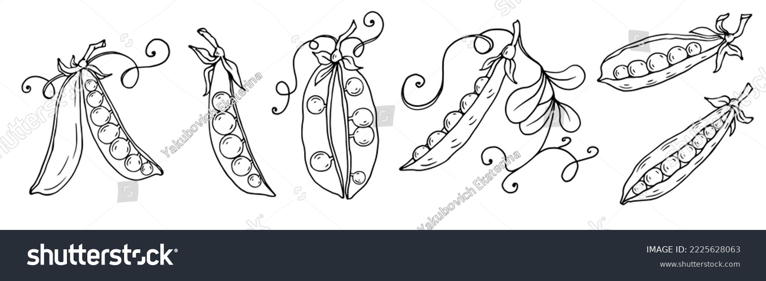Botanical sketch of green pea pods. Vector graphics. #2225628063