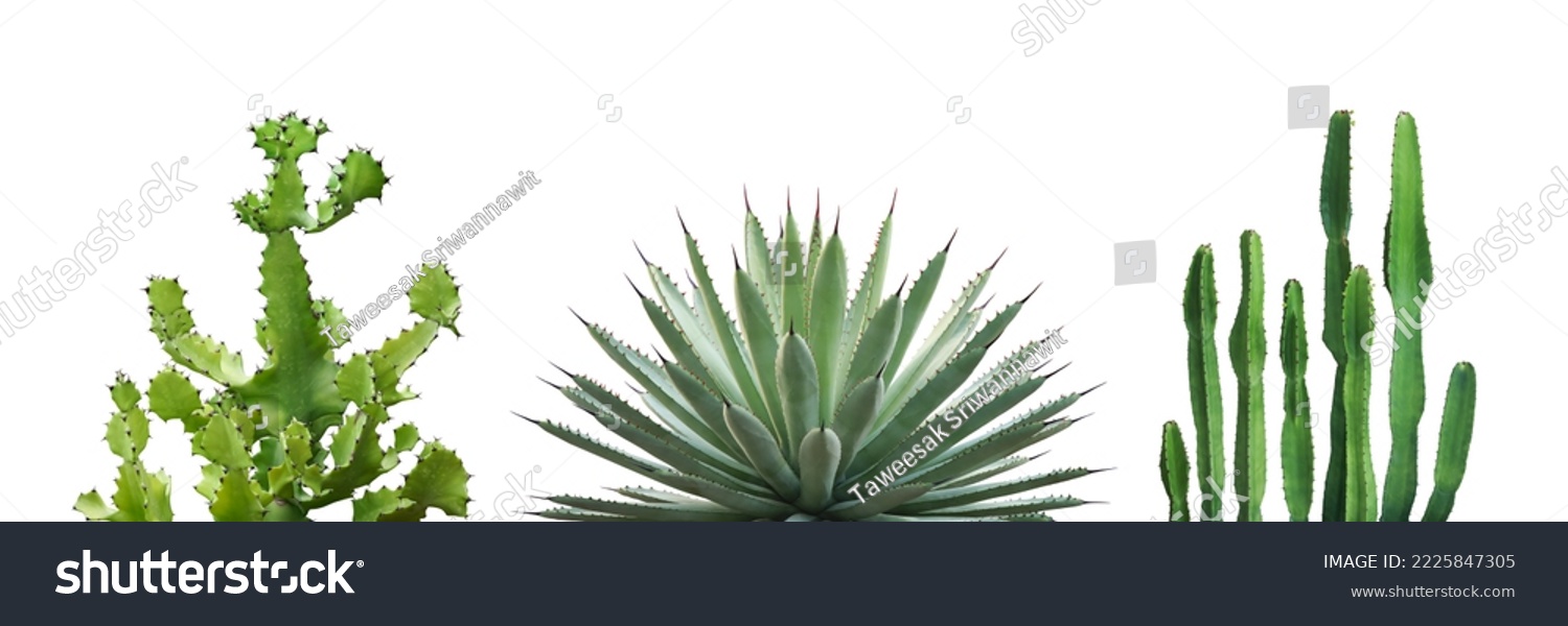 Set of Desert Plants Isolated on White Background with Clipping Path #2225847305