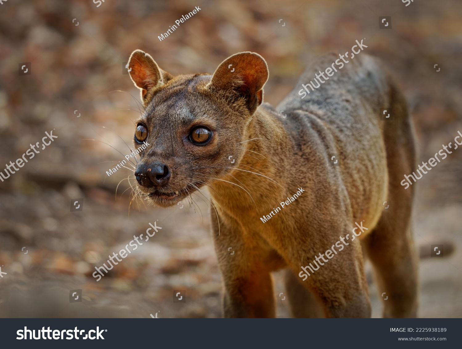 Fossa - Cryptoprocta ferox long-tailed mammal endemic to Madagascar, family Eupleridae, related to the Malagasy civet, the largest mammalian carnivore and top or apex predator on Madagascar. Portrait. #2225938189