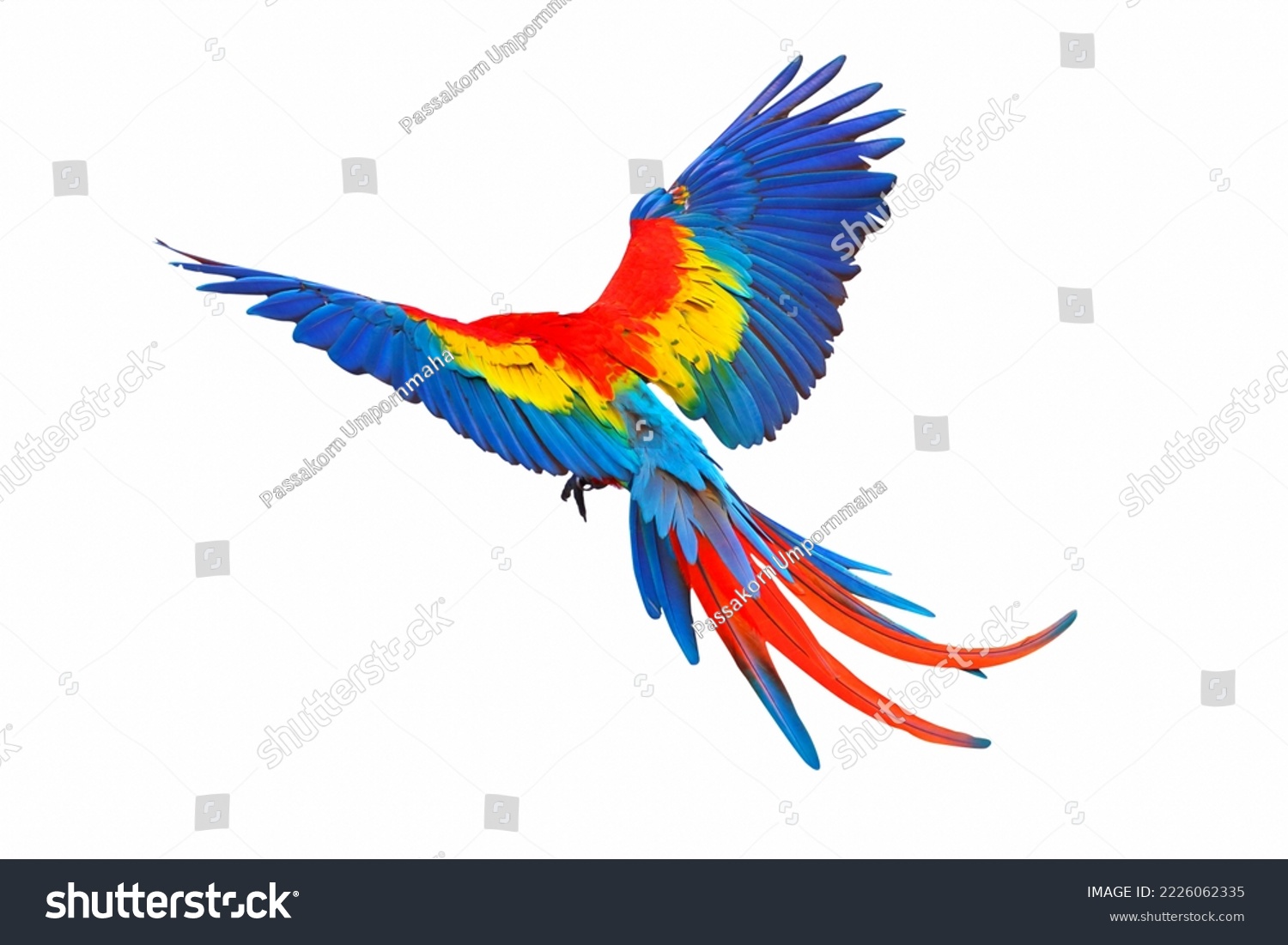 Colorful feathers on the back of macaw parrot. Scarlet macaw parrot  #2226062335