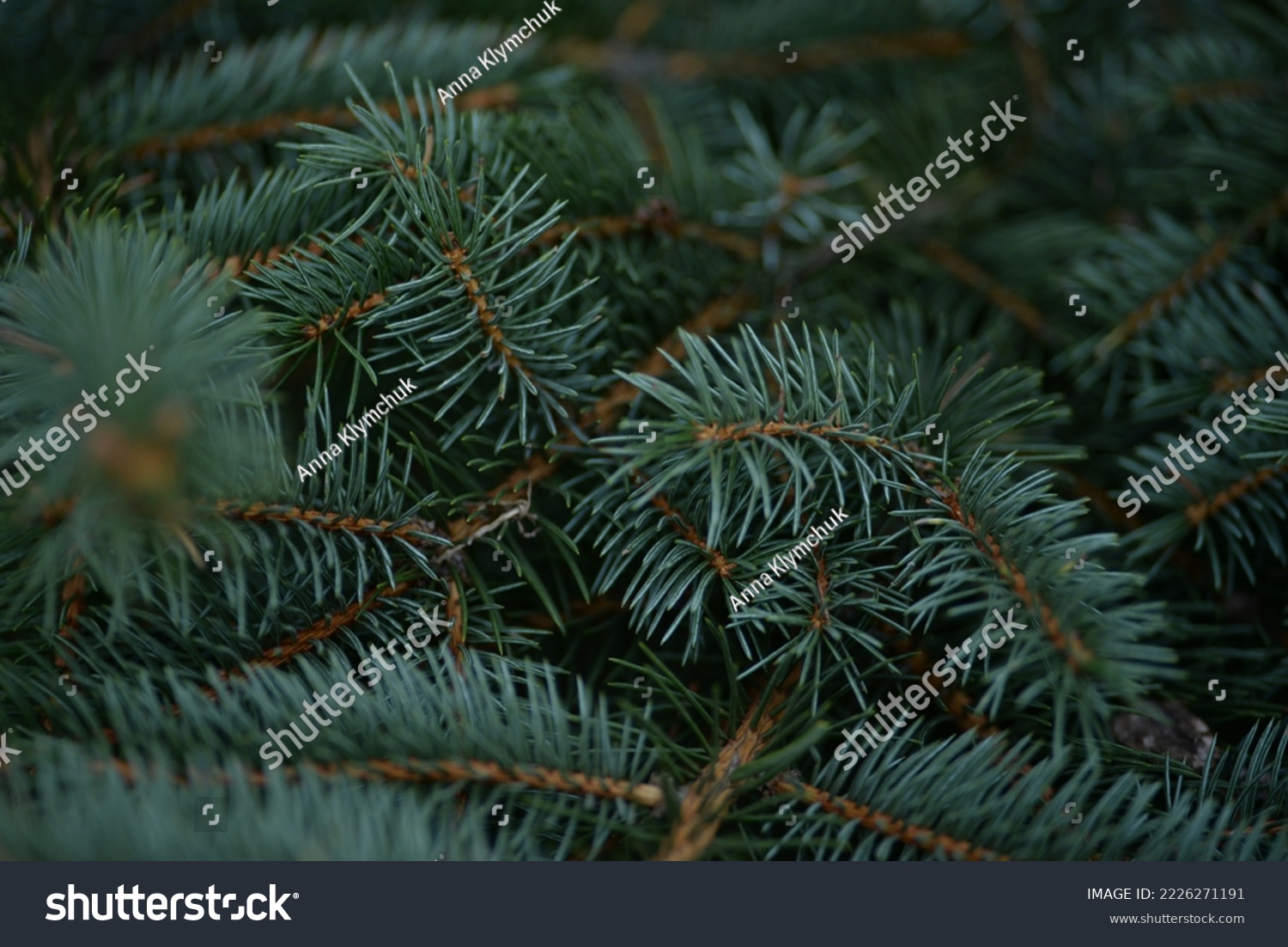  green branches of a pine tree close-up, short needles of a coniferous tree close-up on a green background, texture of needles of a Christmas tree close-up #2226271191