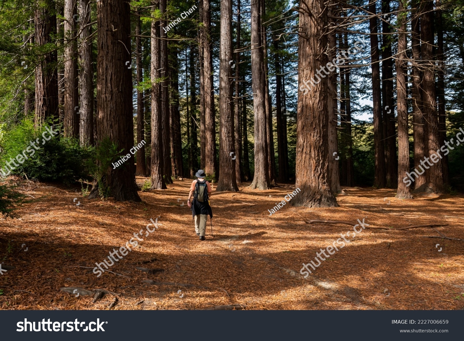 Man hiking Te Mata Peak track in the Redwoods forest. Hawke’s Bay. New Zealand. #2227006659