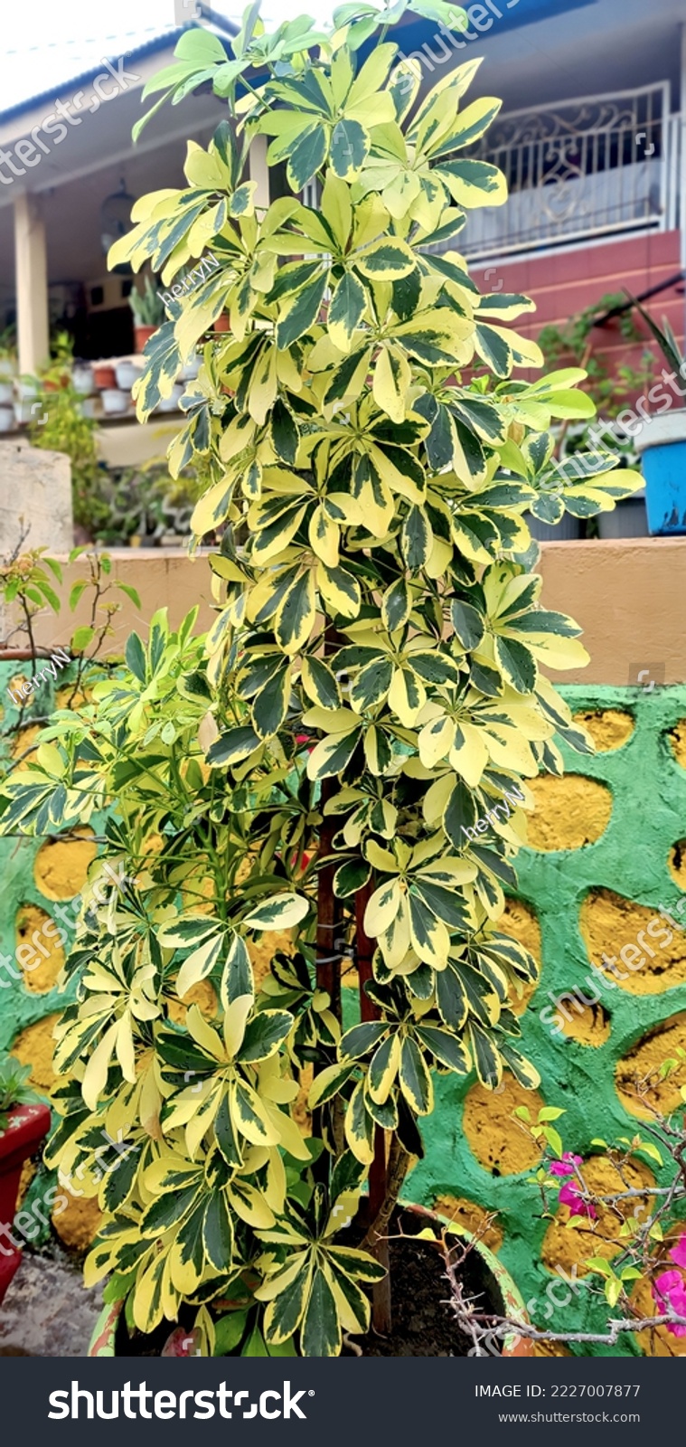 Woody plants (trees) and belong to the Araliaceae family, namely umbrella trees or octopus trees (Schefflera actinophylla). #2227007877