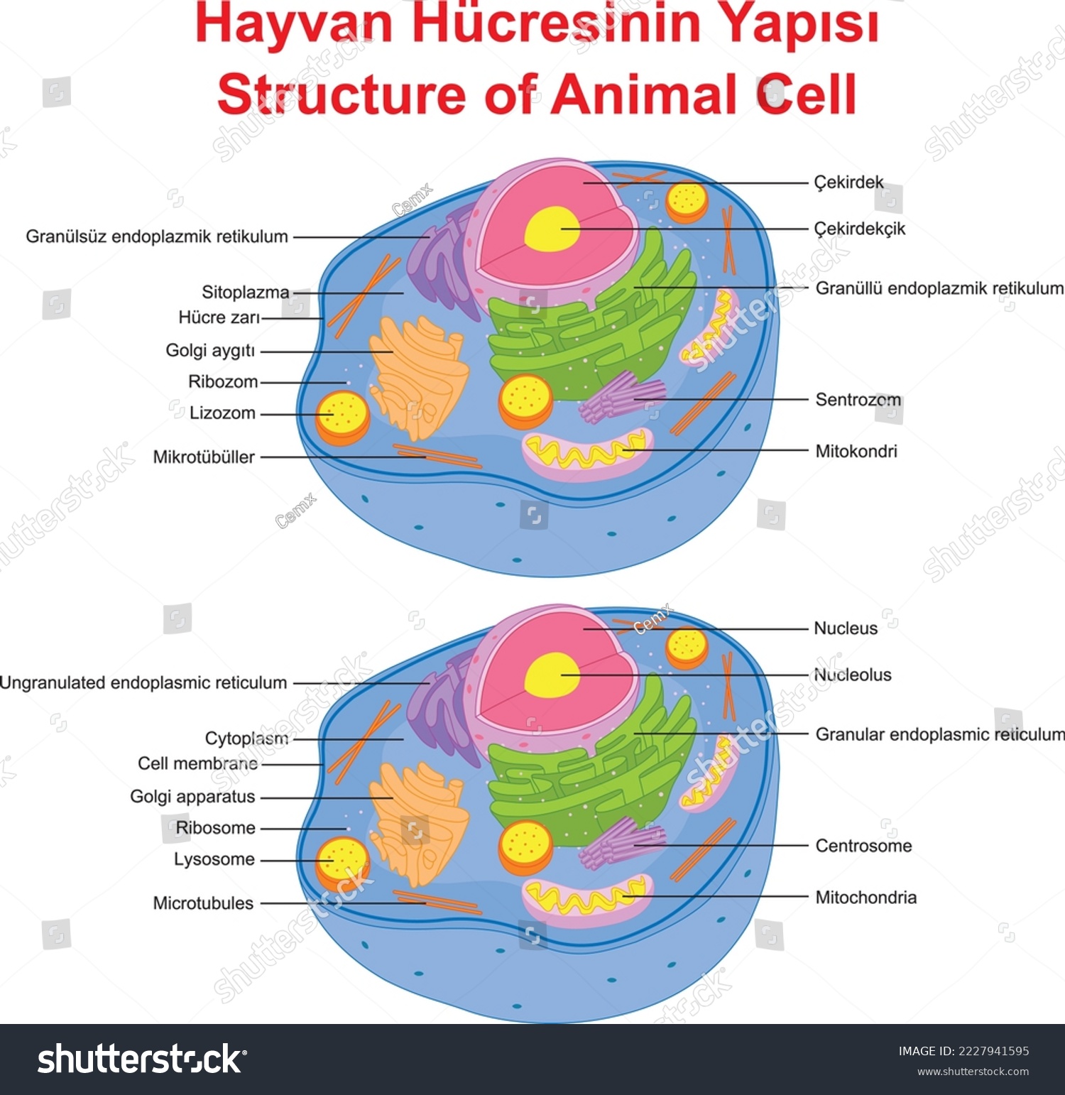 Structure of Animal Cell, education illustrator - Royalty Free Stock ...