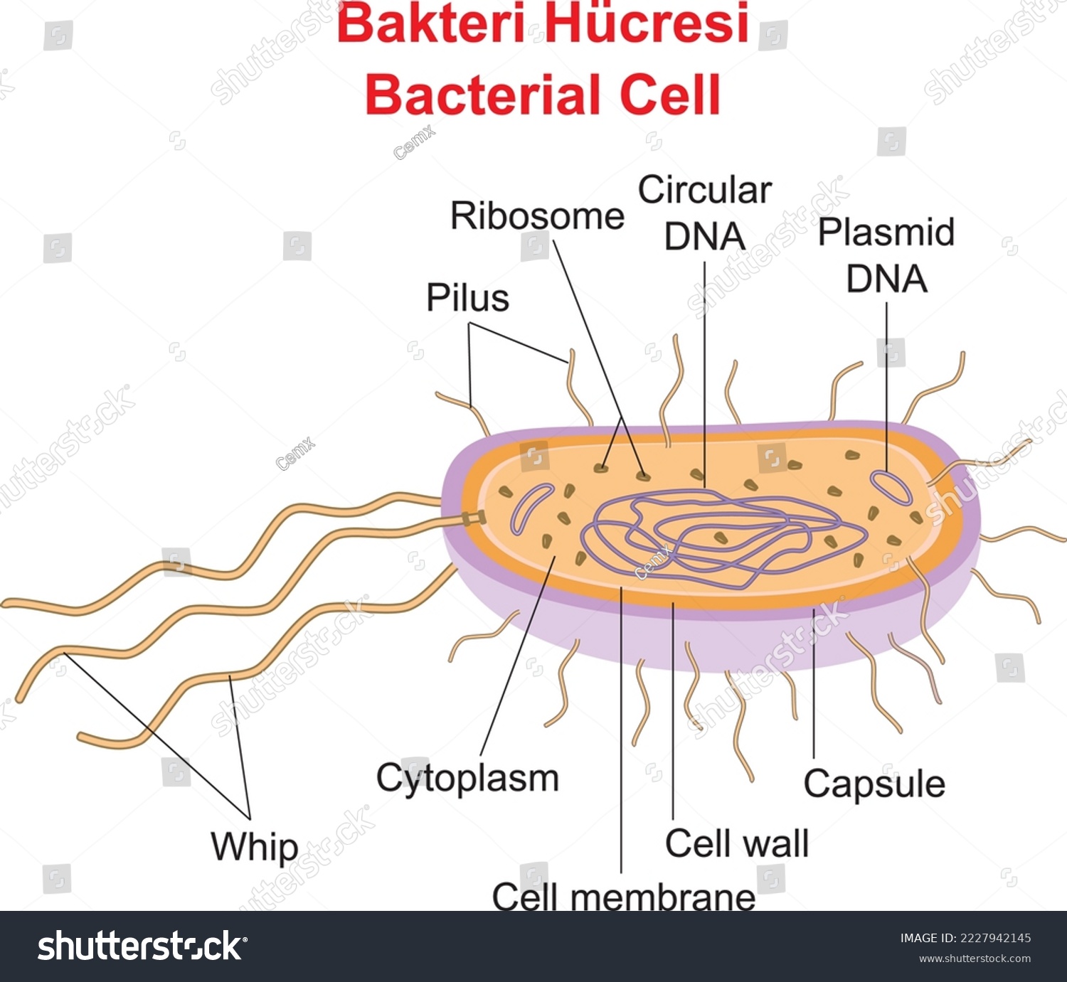 Structure of bacterial cell, education - Royalty Free Stock Vector ...