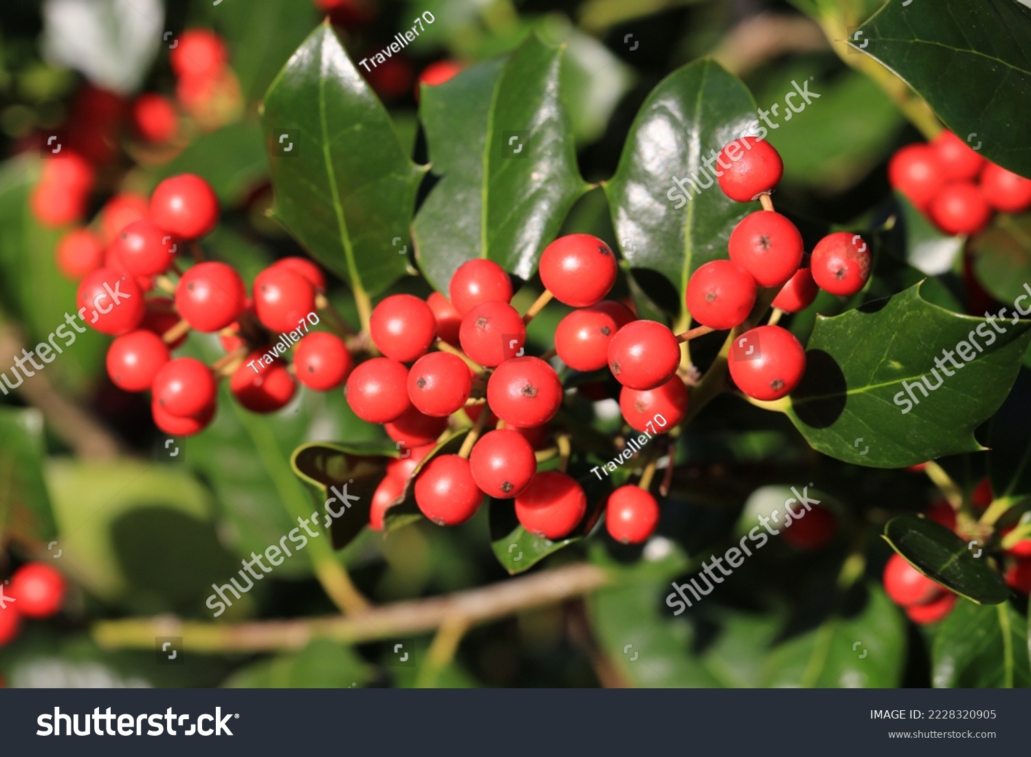 Ilex with red berries in sunny November #2228320905