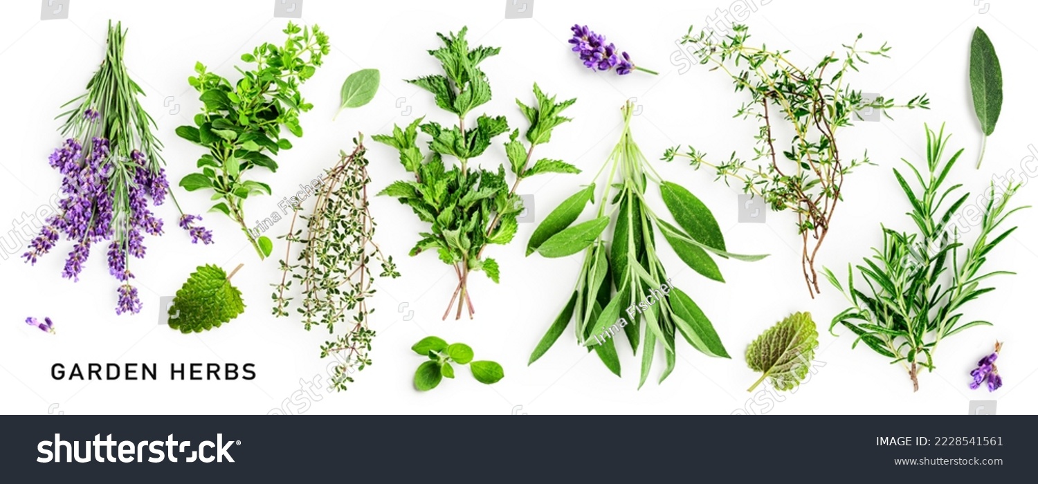 Rosemary, mint, lavender, sage and thyme collection. Creative banner with fresh herbs bunch on white background. Top view, flat lay. Floral design. Healthy eating and alternative medicine concept
 #2228541561
