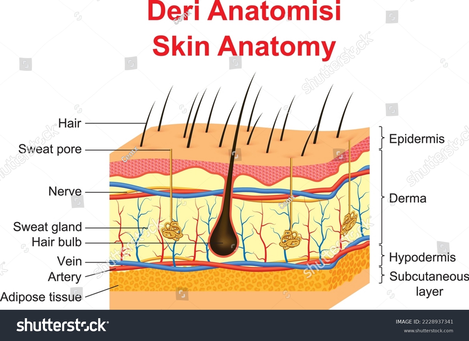 Skin Anatomy and parts of the skin - Royalty Free Stock Vector ...